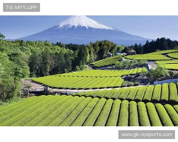 2026世界杯16大承办场馆草坪微气候横向对比：智能灌溉深度如何改变次轮球速